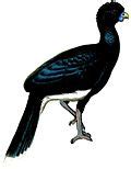 List of Galliformes - Wikipedia