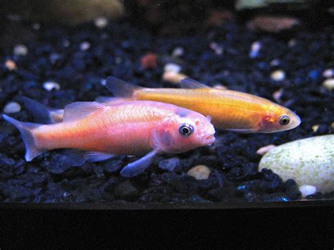 Rosy Red Minnow - The Care, Feeding and Breeding of Rosy Red Minnows ...