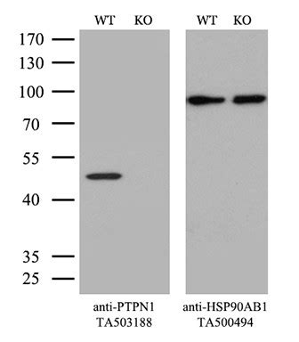 PTPN1 Monoclonal Antibody (OTI2G3) (CF503188)