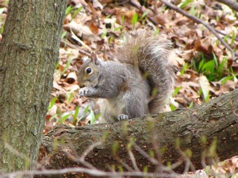 The Everyday Adventurer: Squirrel Behavior