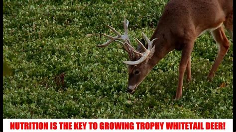 Whitetail Deer Nutrition - Whitetail Deer Food Plots: Nutrition For Bigger Bucks & Better ...