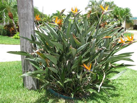 Bird of Paradise, Orange Bird of Paradise, Strelitzia reginae