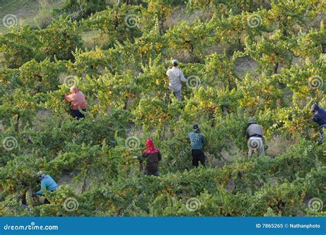 California Grape Vineyard Harvest Stock Image - Image of grape, pickers: 7865265