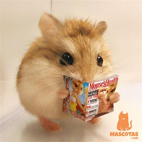 Hámsters🐹: características, razas y cuidados | Mascotas y más 2019 | Mascotas bonitas, Imagenes ...