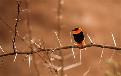 Bird Photography Wallpaper,HD Birds Wallpapers,4k Wallpapers,Images ...