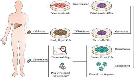 Bioengineering | Free Full-Text | Production of Human Pluripotent Stem Cell-Derived Hepatic Cell ...