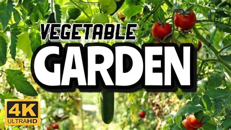 Vegetables Farm Garden - 4k - Beautiful Vegetables Garden Farm - YouTube