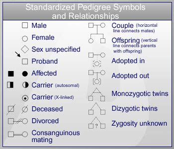 pedigree symbols | Family history, Family genealogy, Family tree symbols