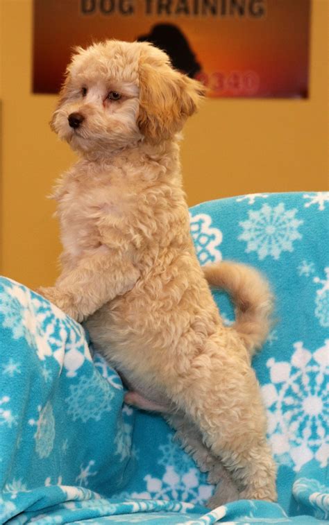 Trained Male Shih-poo Puppy For Sale – Man's Best Friend