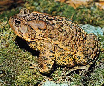 American toad | amphibian | Britannica