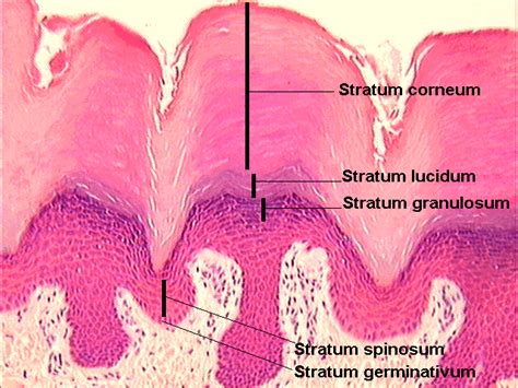 Stratum lucidum - Definition, Location, Functions and Pictures