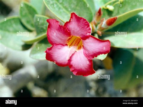 Saudi Arabia Desert Flowers (Adenium Arabicum) Desert Rose Stock Photo - Alamy