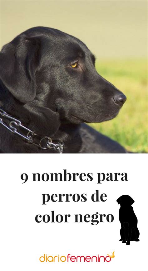 Nombres Para Perros Color Negro - Despo