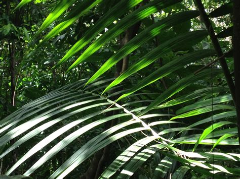 Rainforest Leaves Free Stock Photo - Public Domain Pictures