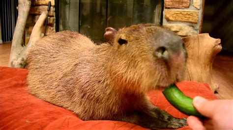 JoeJoe the Capybara Eats a Tiny Cucumber - YouTube