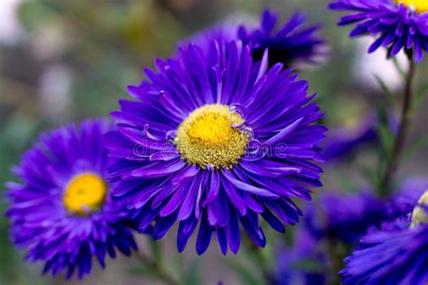 Purple aster flower stock photo. Image of botany, flower - 60299560