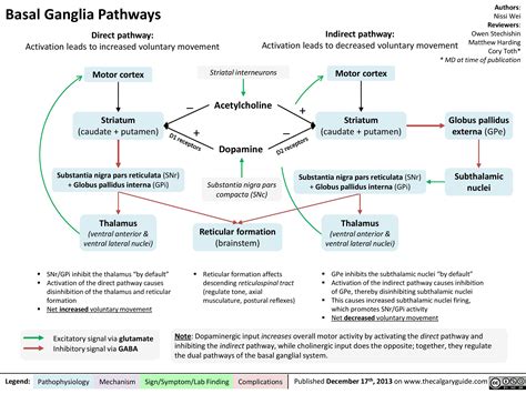 Basal Ganglia Pathways | Calgary Guide