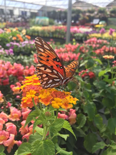 Butterfly Garden DIY | Butterfly garden, Pollinator garden, Pollinator ...