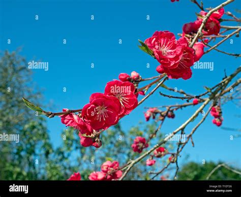 Peach Tree Prunus persica Melred in flower Stock Photo - Alamy