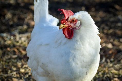 A Guide to White Leghorn Chickens: A Bird That Deserves a Spot in Your Flock