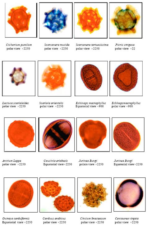 Pollen Morphological Studies on Selected Taxa of Asteraceae