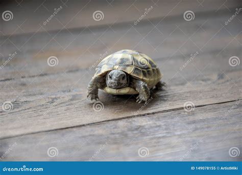 Baby Land Turtle Looking in To the Camera on Wooden Background, Close Up Photography. Small ...