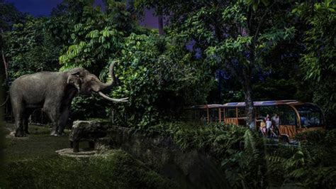 Explore Animals in the Night Safari at Singapore Zoo - Visit Singapore Official Site