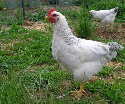 Chicken Pics: Photos of Popular Chicken Breeds (and all things Chicken!): Delaware Chickens