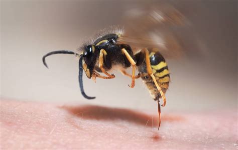 The Venom Preceded the Stinger: Genomic Studies Shed Light on Origins of Bee Venom - BioQuick News