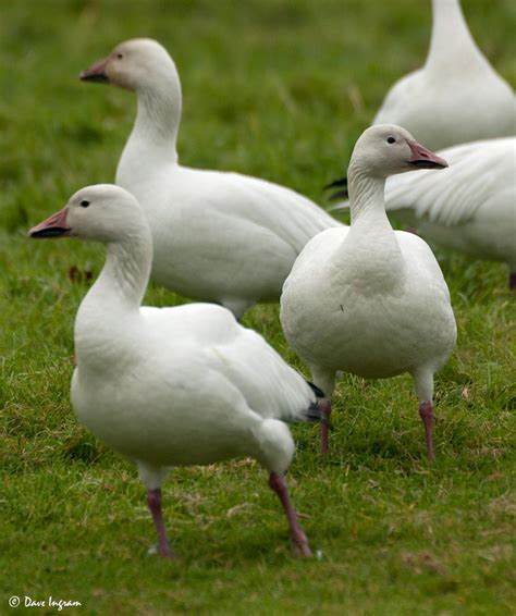 A Greater Number of Lesser Snow Geese