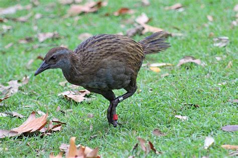 Weka Brown New Zealand Native - Free photo on Pixabay - Pixabay