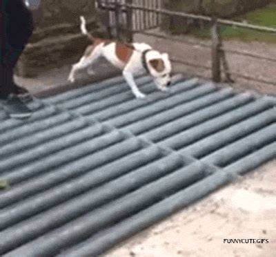 Scared Dog GIF - Find & Share on GIPHY