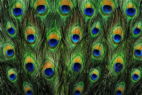 Colorful peacock feathers background — Stock Photo © Balkonsky #43939065