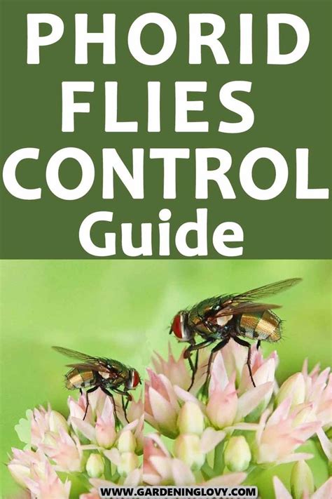 Phorid Flies Control Guide