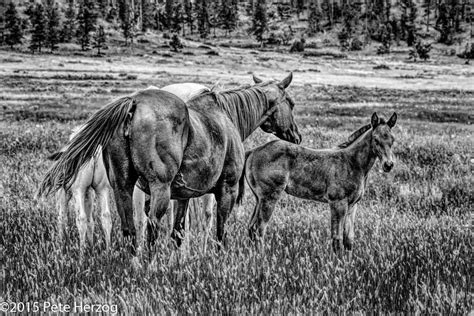 Young and Old | Horses, Animals, Olds