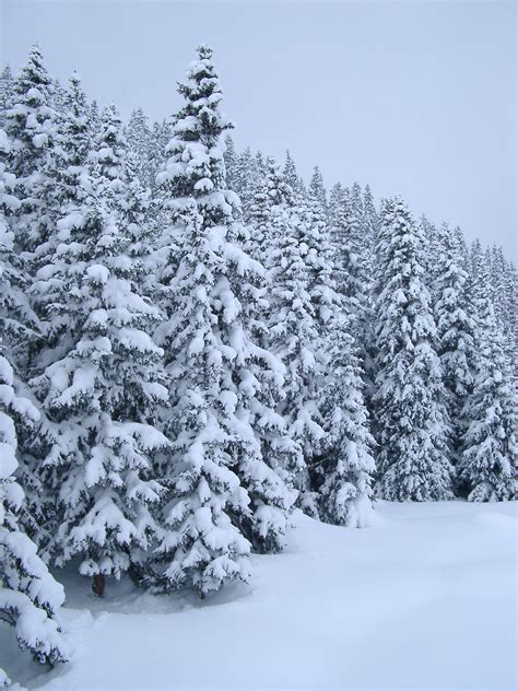 Free Stock photo of Pine Trees Covered with Snow | Photoeverywhere