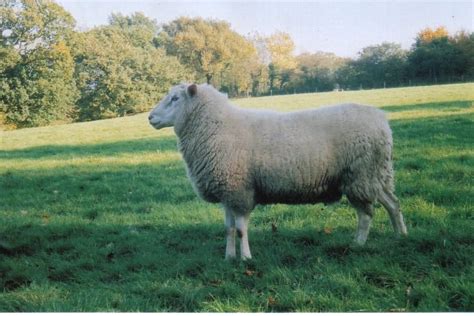 10 Best Sheep Breeds for Milk