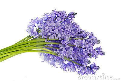 Bluebell bouquet | Blue bell flowers, Bluebells, Bouquet