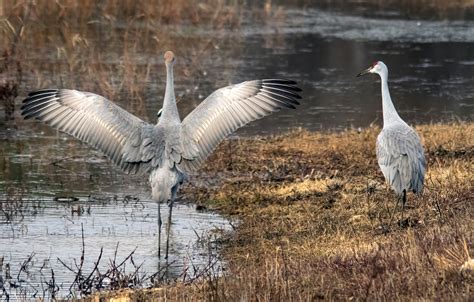 Dispatches from the Wild World: Wheeler National Wildlife Refuge