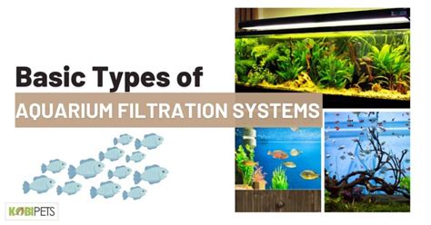 Basic Types of Aquarium Filtration Systems - Kobi Pets