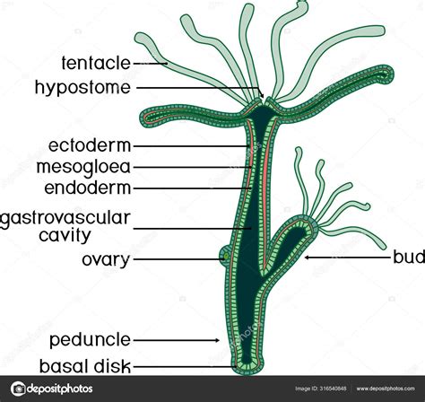 Structure Hydra Cross Section Hydra Polyp Educational Material Lesson ...