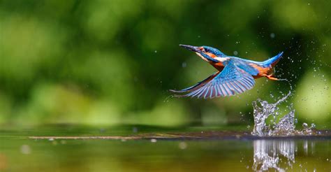 Kingfisher