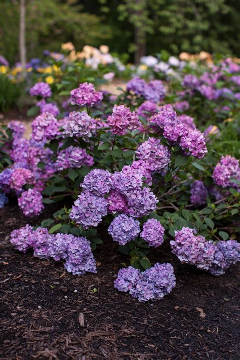 Hydrangea, Endless Summer® BloomStruck™ - TheTreeFarm.com