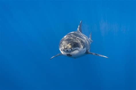 HD wallpaper: white and gray shark and school of fish, sea, white shark, underwater | Wallpaper ...