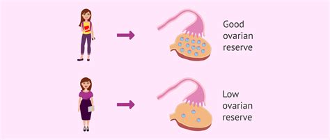 Does age also influence the antral follicle count?