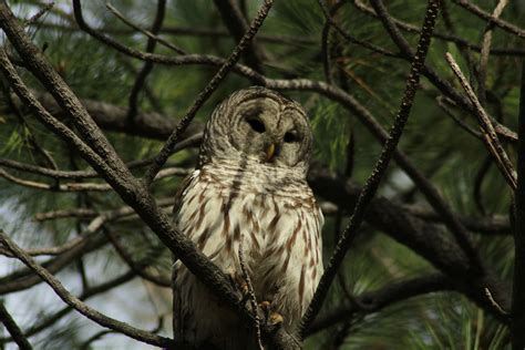 Owl Prowls | Seward Park Audubon Center