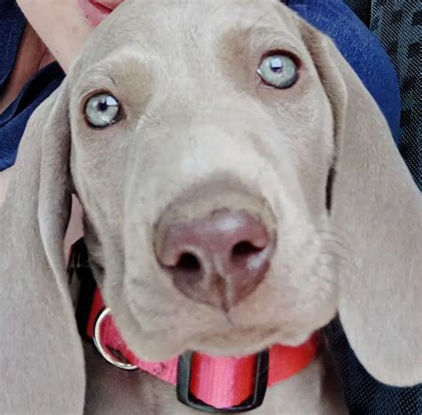 Do Weimaraners Keep Their Blue Eyes? - Weimaraner Planet