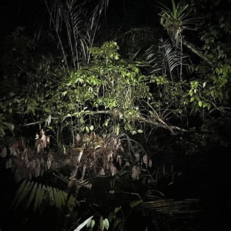 Stream Ecuadorian Amazon Rainforest Night by Laura Giannone- Ebbtide ...