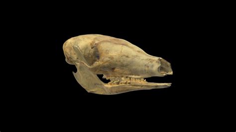 Aardvark Skull - 3D model by Blackburn Lab (@ufherps) [06beda0] - Sketchfab