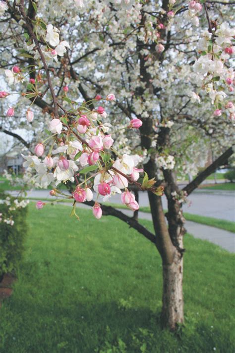 magnolia tree varieties – Flowers reviews